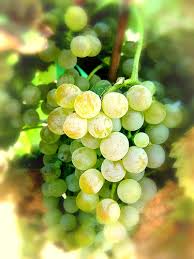 Viognier: el blanco aromático que tenés que probar